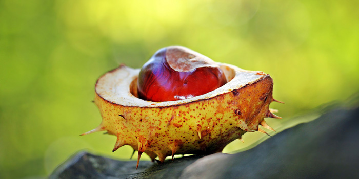 beneficiile castanelor